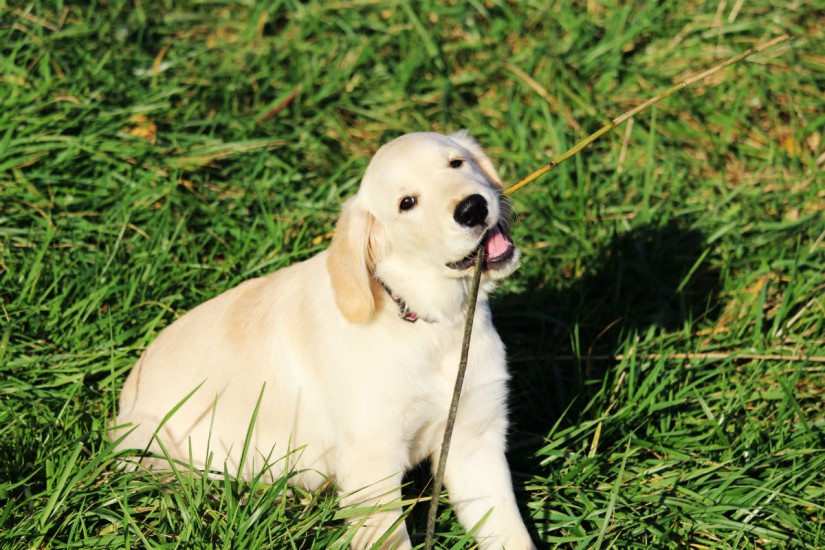 Saiba porque seu cachorro come grama Tribuna PR Paraná Online