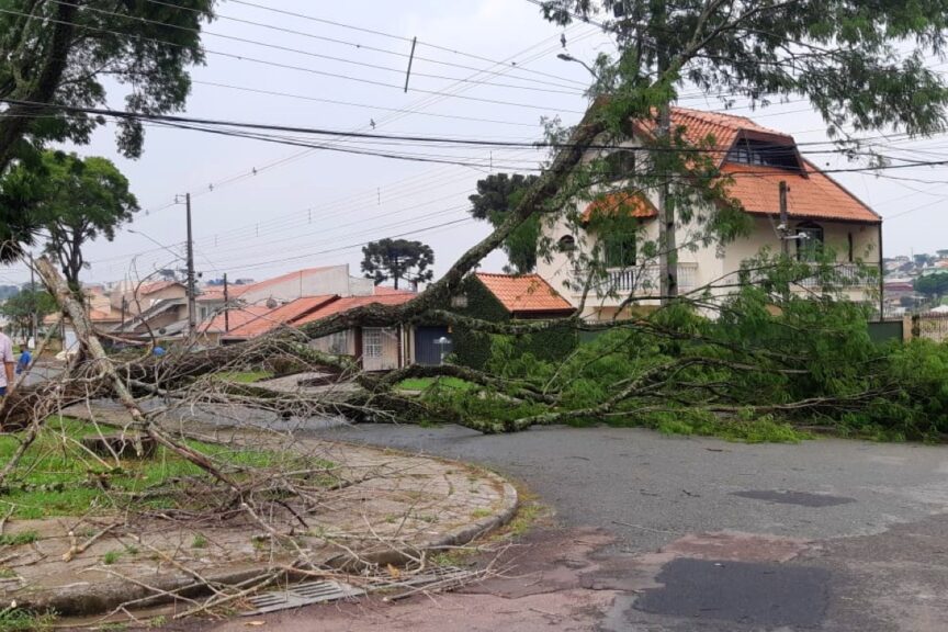 Temporal em Curitiba ventos fortes derrubam árvores em bairros