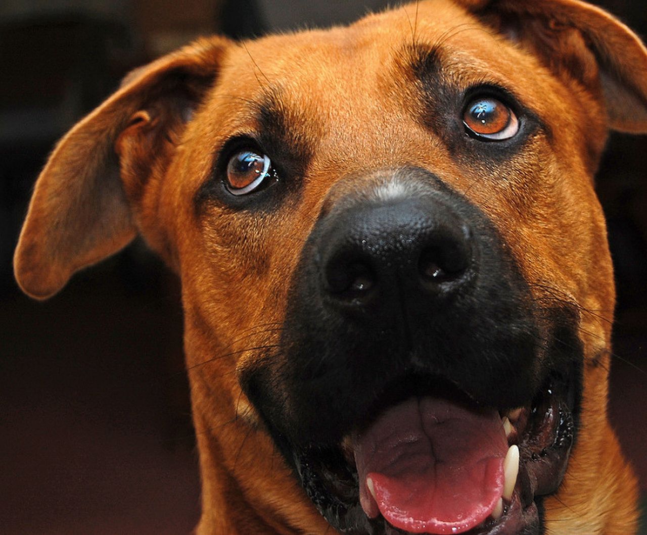 Conheça as 10 raças de cachorro mais amadas pelos brasileiros