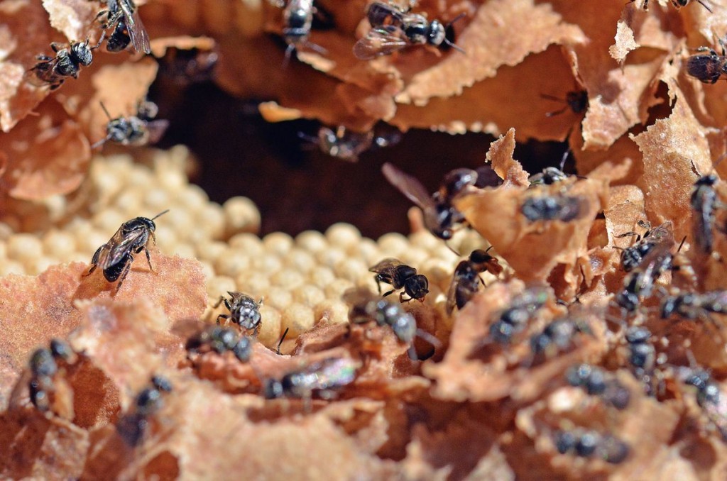 Marcelinense é um dos maiores criadores de abelhas sem ferrão da