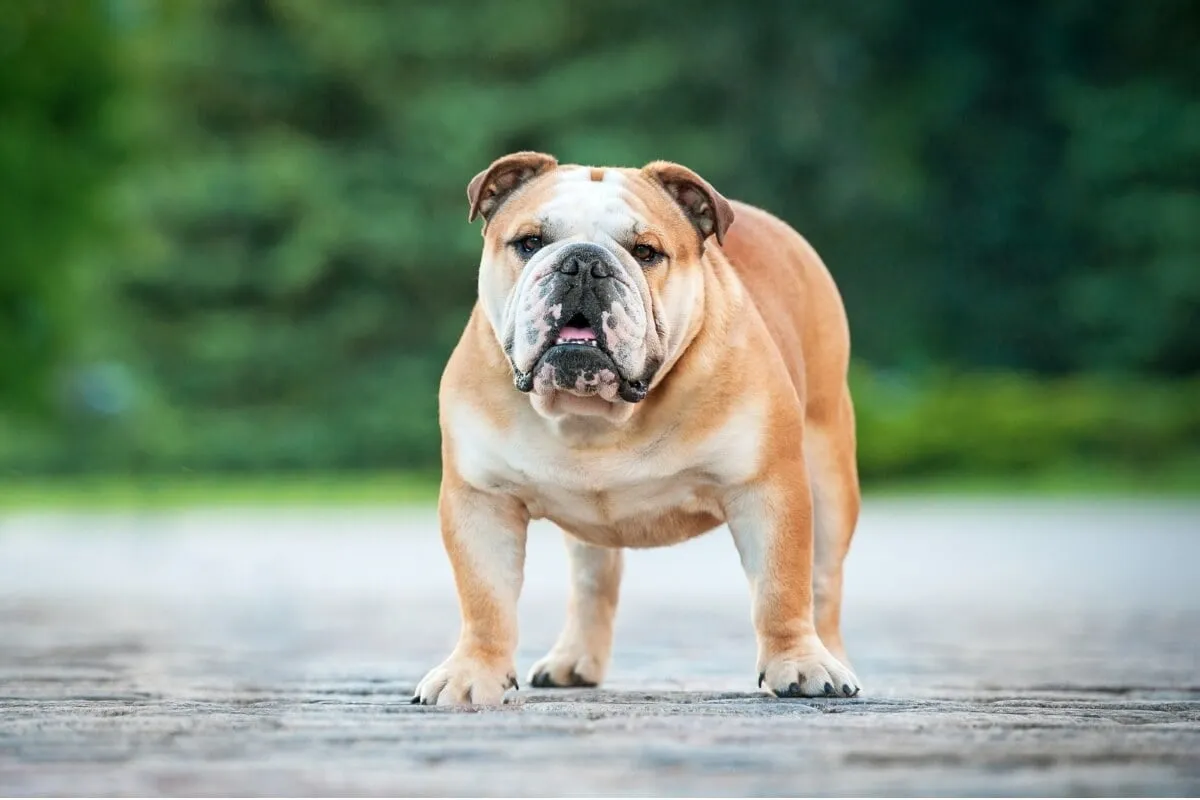 4 características do cachorro da raça buldogue inglês
