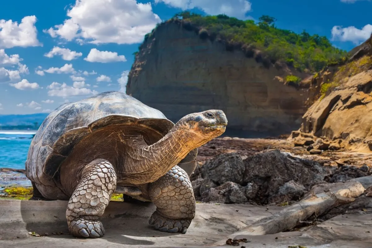 8 curiosidades sobre as tartarugas