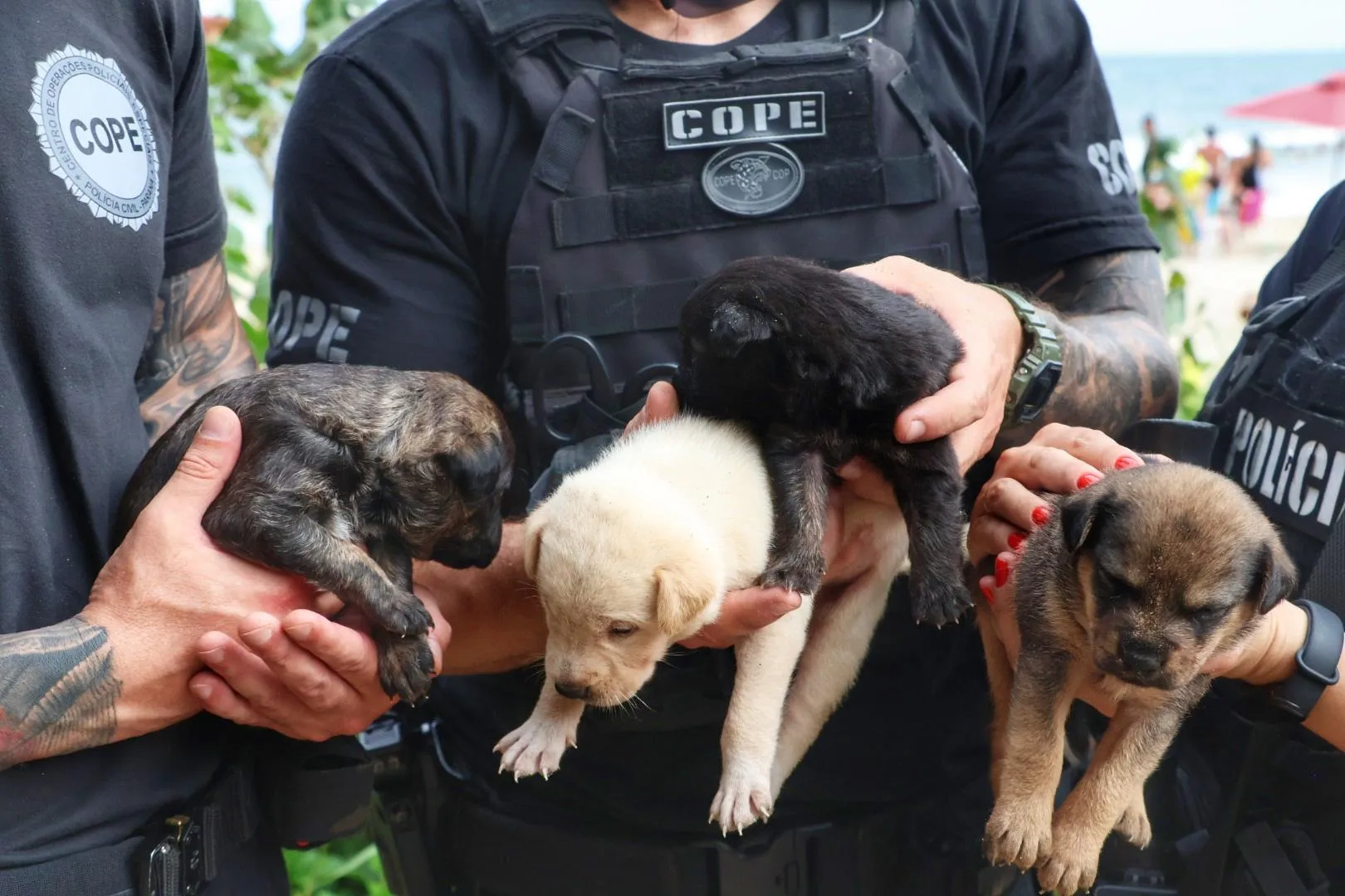 Policiais salvam família canina presa em casa queimada no Litoral