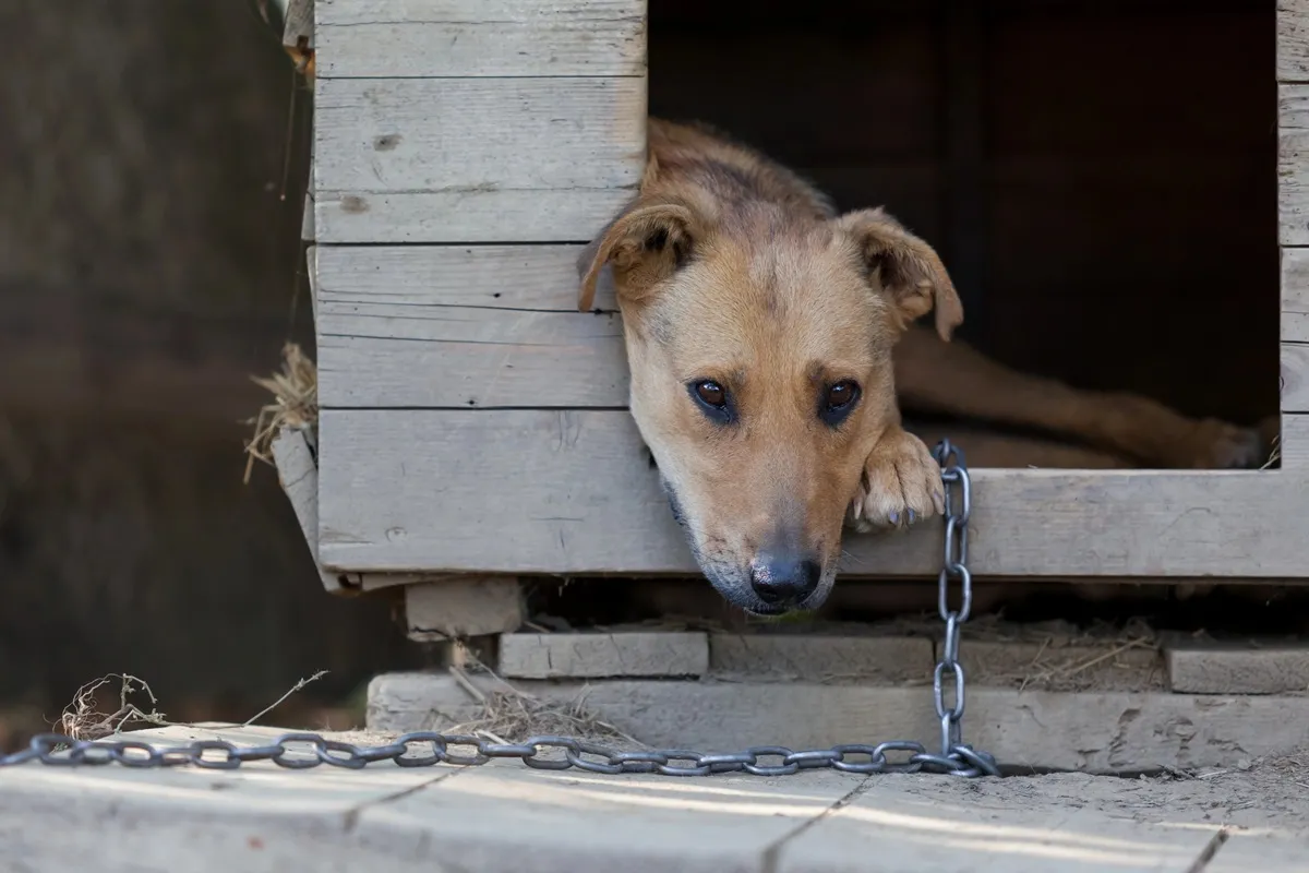 Agressores de animais poderão ser obrigados a pagar por tratamentos em Curitiba