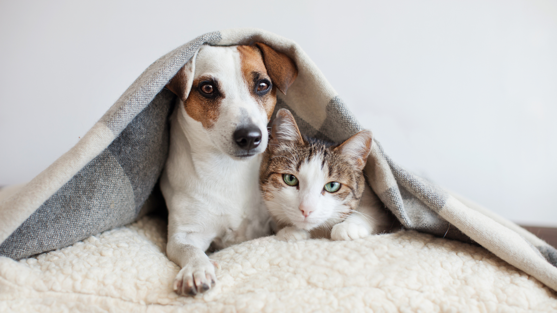 Durante o frio, os bichinhos ficam mais sonolentos e preguiçosos . Foto: Shutterstock