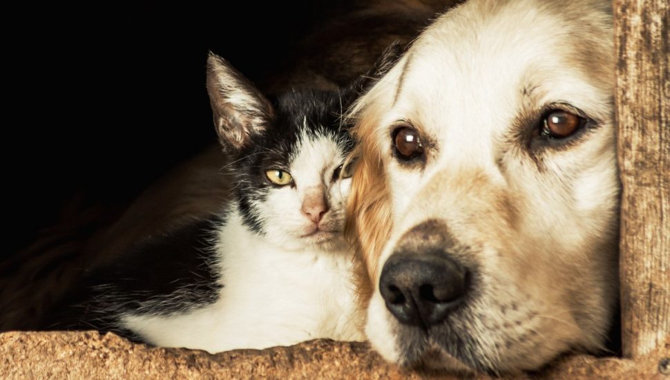 Dia dos animais: jogo da velha cães e gatos