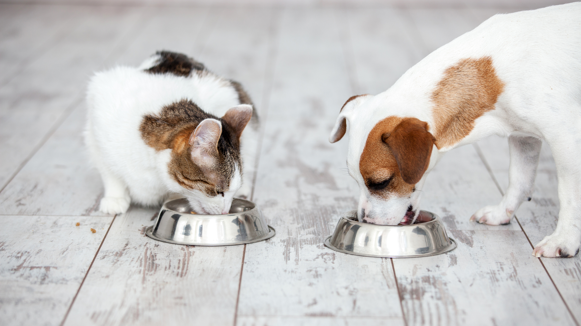 Comum ou natural, a ração precisa suprir as necessidades nutricionais dos bichinhos. | Foto: Shutterstock