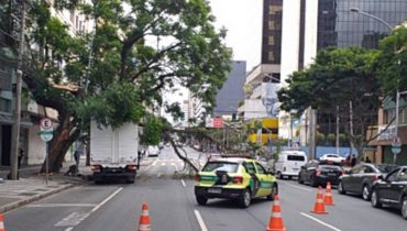 Árvore atingiu caminhão que estava na Avenida.