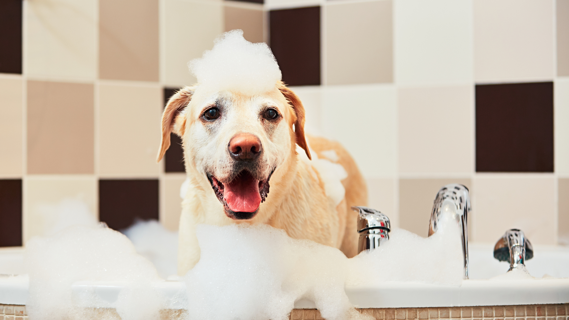 Como dar banho em cachorro bravo com segurança