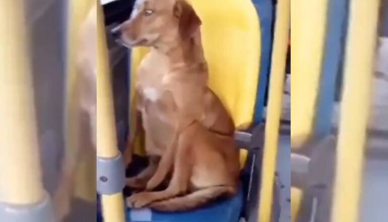 Ao contrário da imagem acima, um clássico meme da internet, o projeto aprovado na CCJ prevê o transporte em caixa apropriada para a segurança dos animais, isenta de dejetos, água e alimentos.