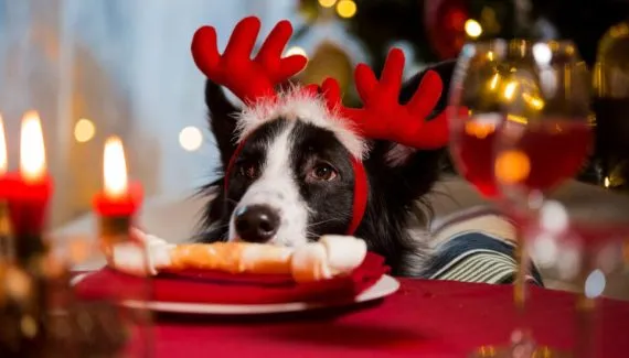 10 comidas perigosas para os cachorros servidas no Natal e Ano Novo