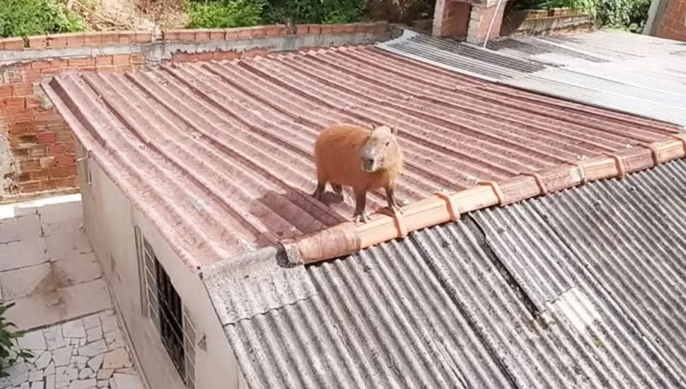 Imagem mostra uma capivara em cima de um telhado na Grande Curitiba.