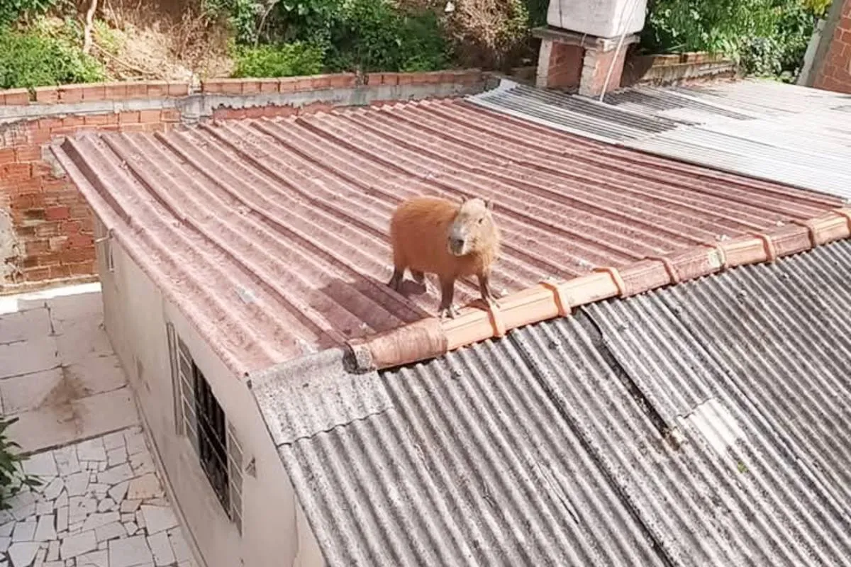 Imagem mostra uma capivara em cima de um telhado na Grande Curitiba.