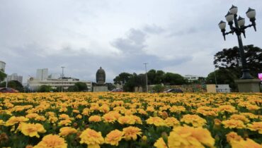 flores em Curitiba com o céu fechado ao fundo anunciando a chegada de temporal