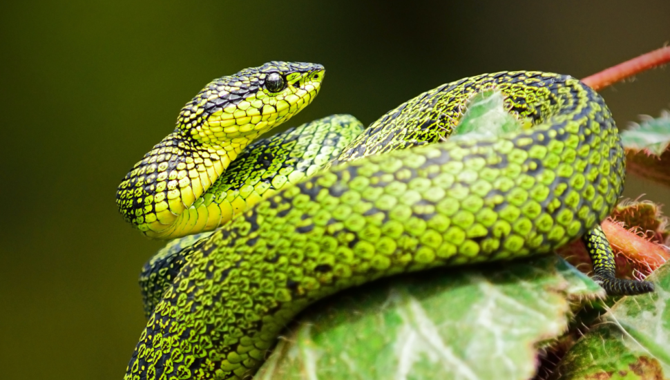 Será que é mesmo traição? Veja o que significa sonhar com cobra