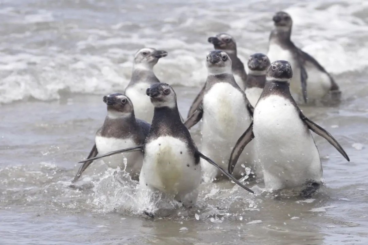 piguins litoral