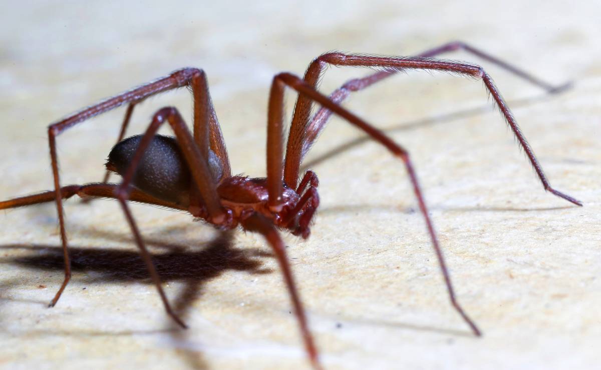 Imagem mostra uma aranha marrom