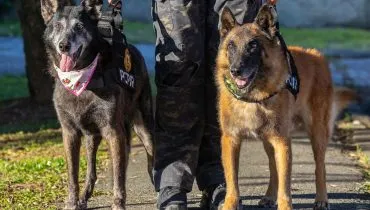 Cães policiais aposentados da Polícia Civil do Paraná podem ser adotados; saiba como