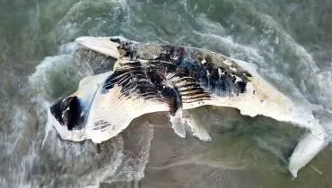 Baleia gigante é encontrada morta em Guaratuba, no litoral do Paraná