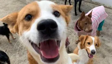Cão resgatado em Curitiba após denúncias de maus-tratos é devolvido ao tutor; entenda