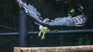 Zoológico de Curitiba acolhe morador temporário e inaugura espaço inédito das harpias