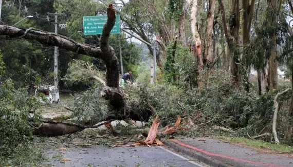 Árvores gigantes caem em rua de Curitiba e entrada de parque é bloqueada