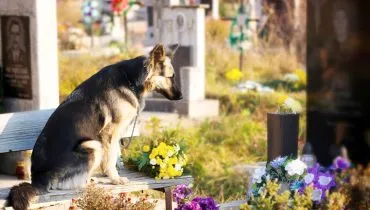 Cachorros e mais pets poderão ser sepultados com tutores em cidade do Paraná