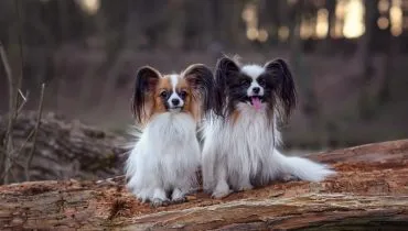 Menores cachorros do mundo! 7 raças de cães extremamente pequenos