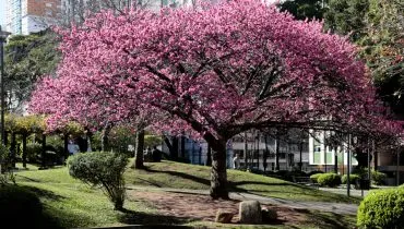Cerejeiras em Curitiba! Saiba onde ver a florada cor-de-rosa, antes que acabe