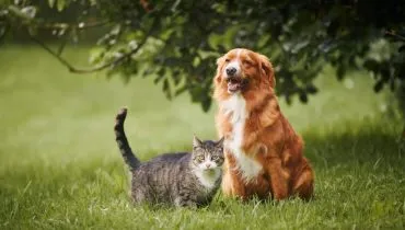 7 cuidados com a saúde de cães e gatos após a adoção 