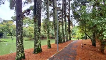 Bosque secreto em Curitiba é oásis de tranquilidade no meio da cidade. Onde fica?