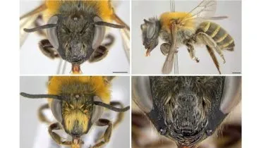 Nova espécie de abelha é descoberta em Parque das Araucárias, no Paraná