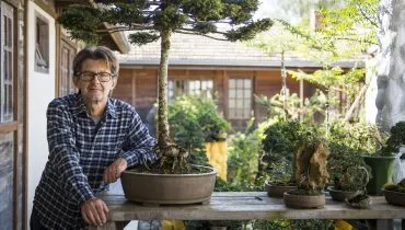 Morre bonsaísta de Curitiba conhecido por cultivar a menor Araucária do mundo