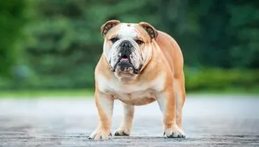 4 características do cachorro da raça buldogue inglês