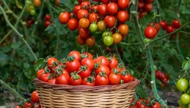 7 tipos de tomates e como usá-los em receitas