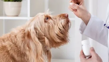 Sete cuidados para prevenir e combater verminoses em cachorro