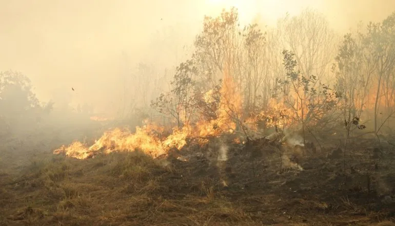 Paraná tem risco elevado de incêndios florestais nas próximas 24 horas