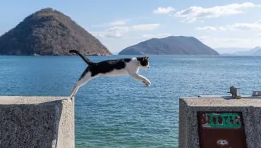 8 curiosidades sobre a habilidade de saltar dos gatos