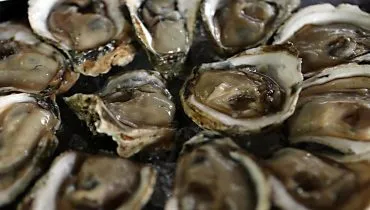 Presença de algas tóxicas suspende venda de ostras em Guaratuba