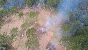 Paraná aplica multas milionárias por desmatamento ilegal em força-tarefa do IAT