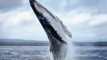 7 curiosidades interessantes sobre as baleias