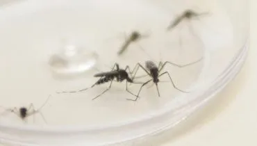 Mosquito Aedes aegypti é solto para combater a dengue no Paraná; entenda