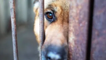 Cachorro é resgatado em Curitiba pela polícia após dois anos abandonado em casa