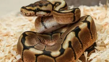 10 curiosidades interessantes sobre as cobras