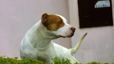 Projeto quer obrigar castração e microchip para pit bulls em Curitiba. Você concorda?