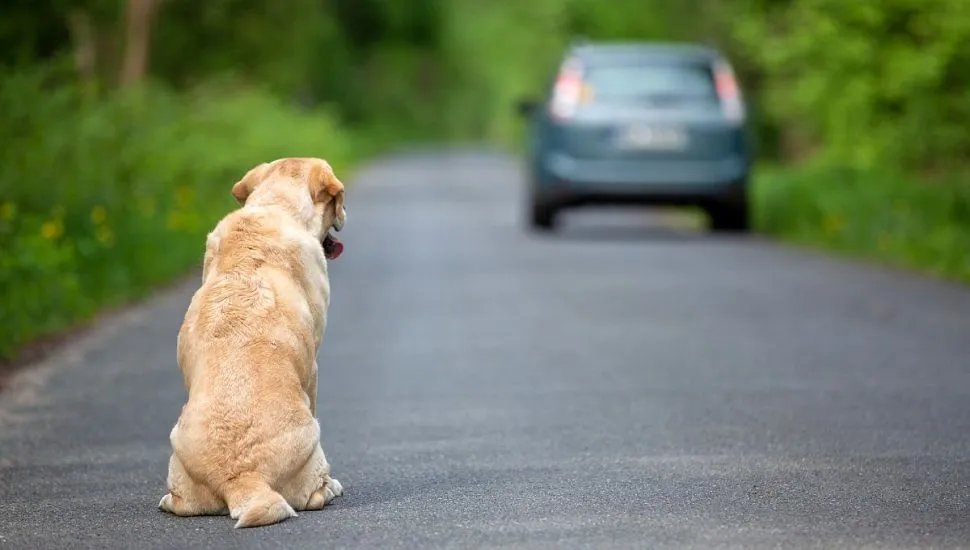 Imagem mostra um cachorro da cor caramelo em primeiro plano, numa estrada, e mais a frente um carro indo embora