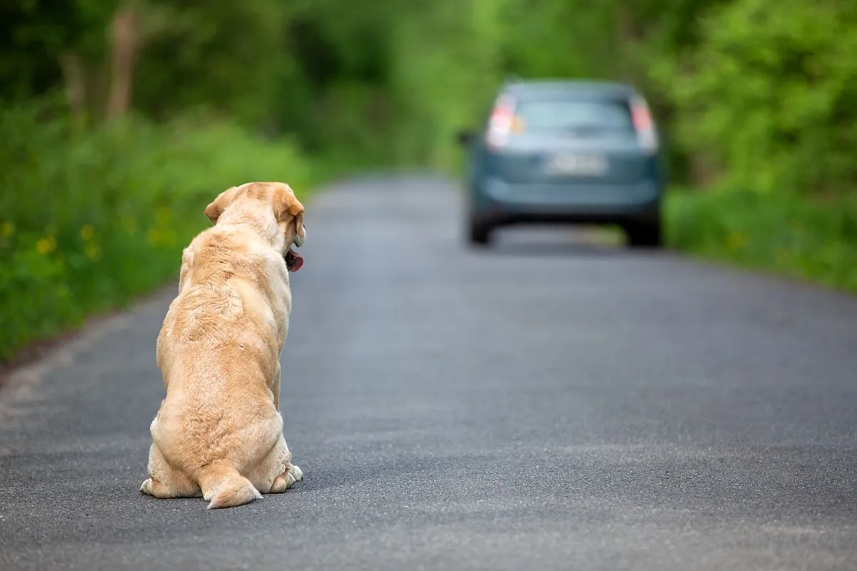 Imagem mostra um cachorro da cor caramelo em primeiro plano, numa estrada, e mais a frente um carro indo embora