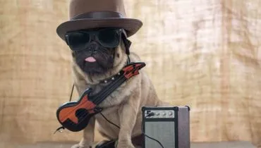 8 nomes de cachorros inspirados em artistas do rock