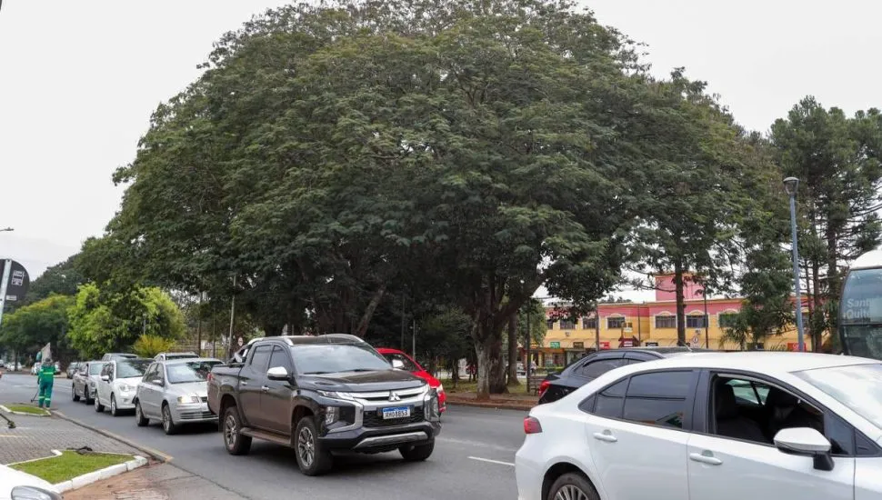 Imagem mostra o trânsito em Curitiba com as árvores que podem ser cortadas ao fundo.