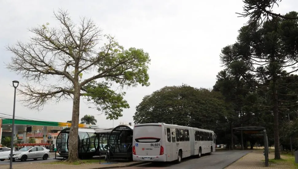 Imagem mostra um ônibus ligeirinho em Curitiba com uma árvore que pode ser cortada em Curitiba.